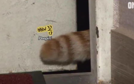 广东小姐姐猫,萌动南粤，治愈系萌宠风采